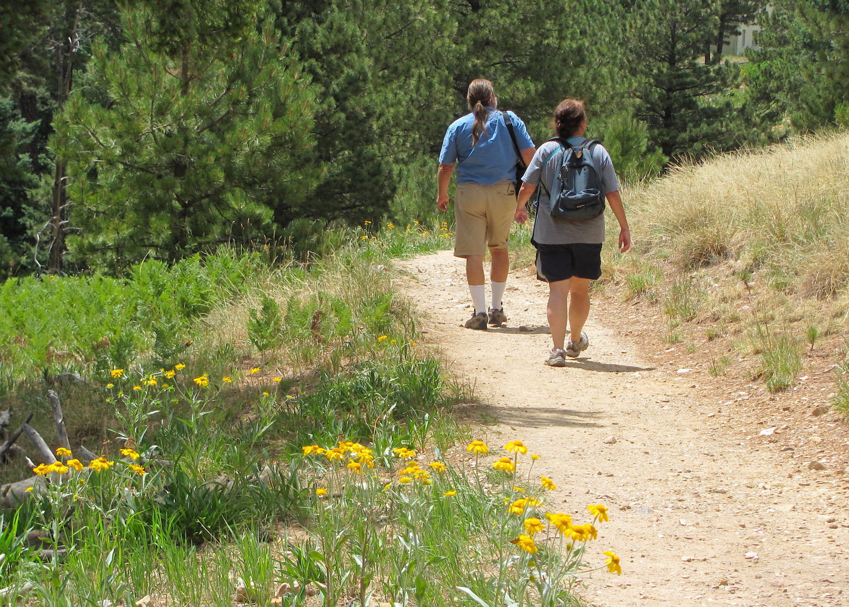 Hikers on Mount Lemmon